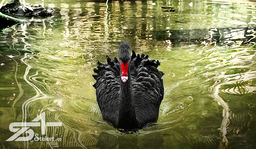_DSC1809